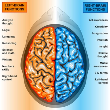 What is the function of the left cerebral hemisphere?