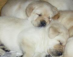 playful_puppies_pic.jpg