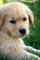 playful_puppy3.jpg