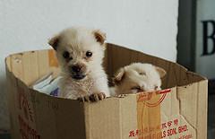playful_puppy_pic2.jpg
