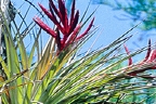 free affirmations w/  Air Plant