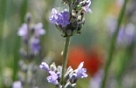 free affirmations w/ Butterfly